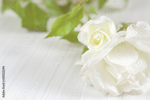 Holiday background. White roses with drops of dew on a light textured background