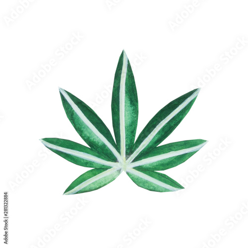 cannabis sfondo bianco