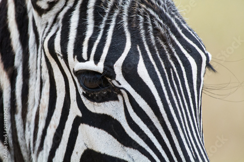 Closeup of an eye of a zebra in Ngorongoro National Park, Tanzania, Africa.