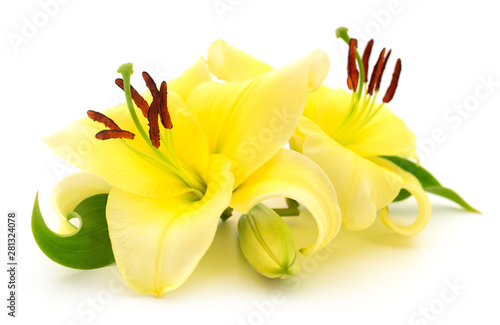 Two yellow lilies.
