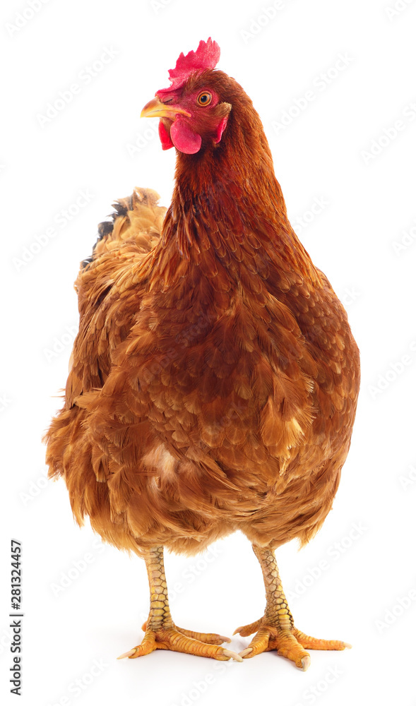Fototapeta premium Brown hen isolated.