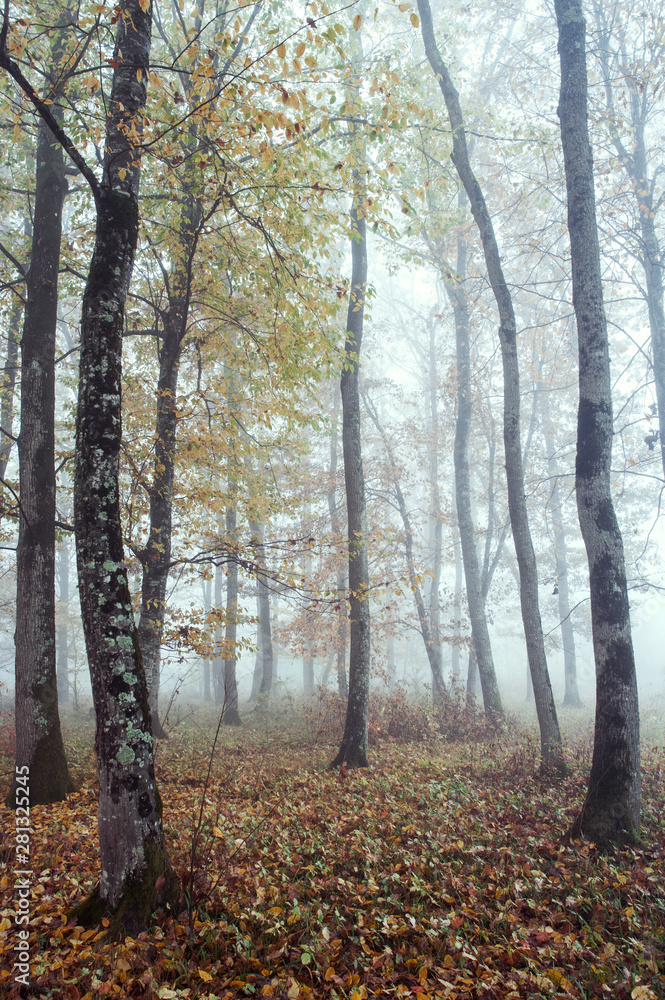 Autumn landscape Autumn landscape