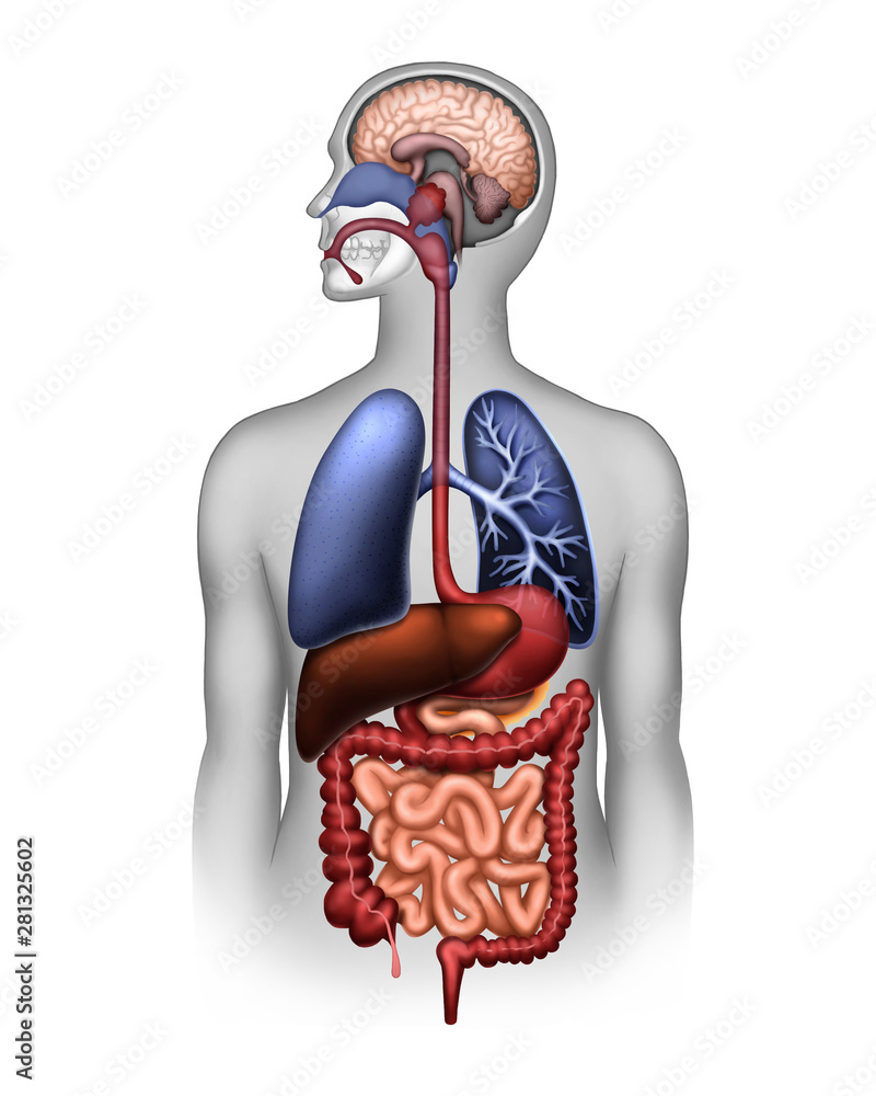The human digestive and respiratory system and the brain - obrazy, fototapety, plakaty 