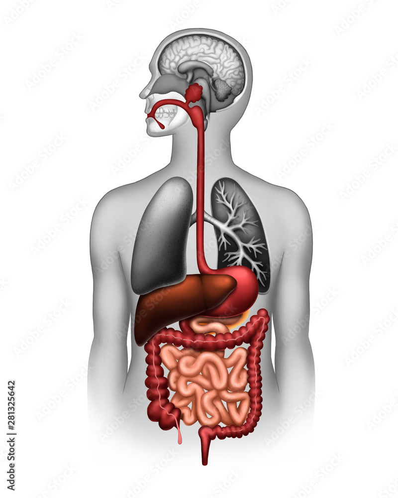The human digestive system - obrazy, fototapety, plakaty 