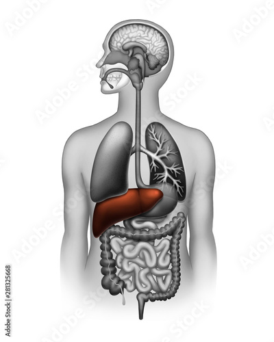 The human liver photo