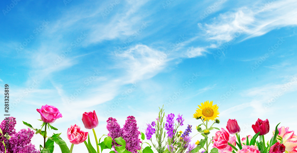 Obraz premium Blooming flowers on background blue sky