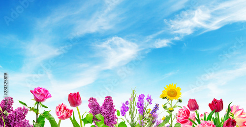 Blooming flowers on background blue sky