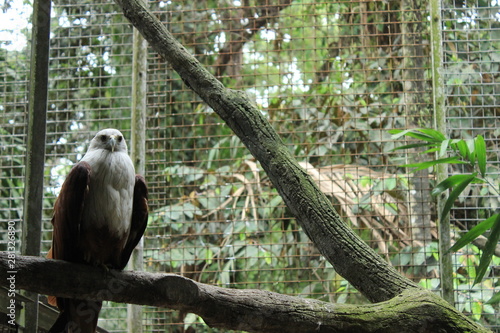 Ragunan Zoo photo