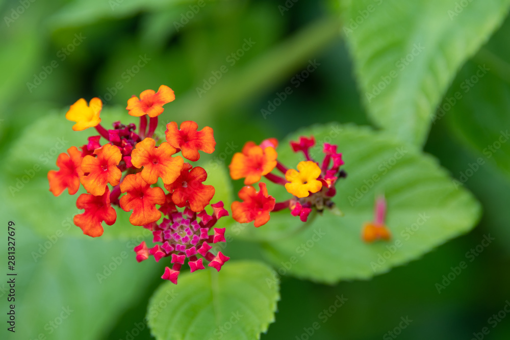 Tiny multi colored flowers bunched together (Latana camara) Tiny multi colored flowers bunched together (Latana camara)