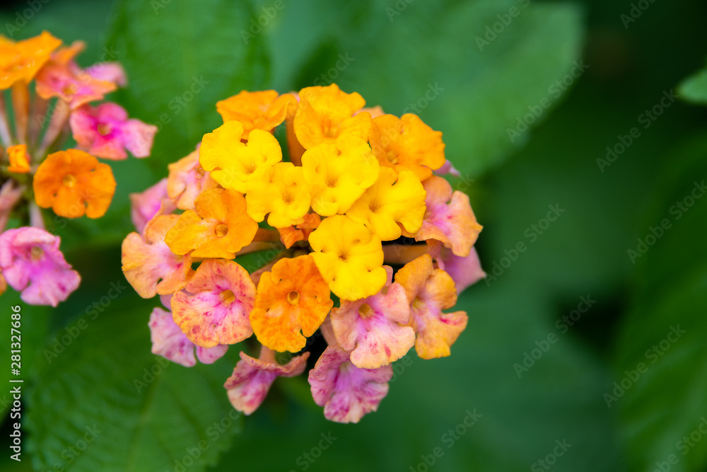 Tiny multi-colored flowers bunched together (Latana camara)