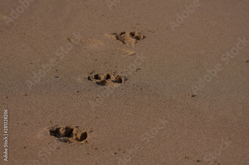 Dogs footprints in the sand