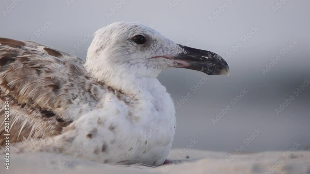 A close up high speed shot of a sea gull. A close up high speed shot of a sea gull.