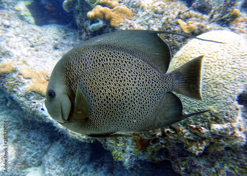 French Angelfish swimming in the ocean.