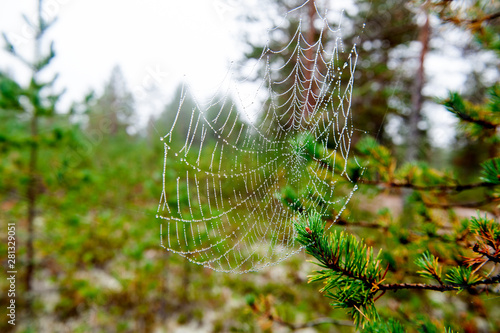 Cobweb with drops of dew in the autumn forest. close-up, selective focus. Natural background,
