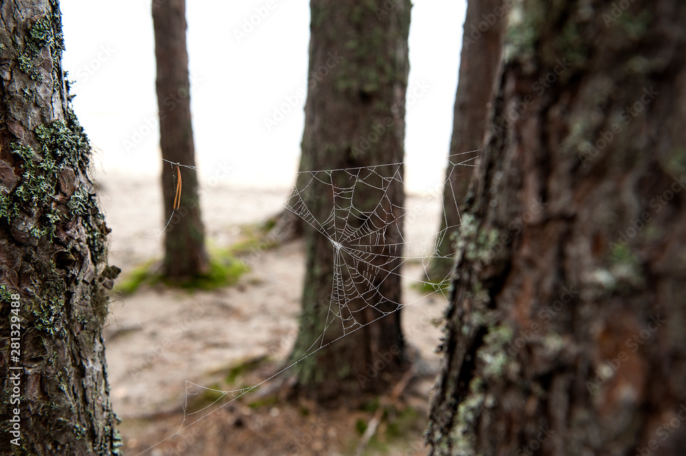 Spiderweb on drawn between pines in the autumn forest. Natural tektsura, summer or autumn background. Spiderweb on drawn between pines in the autumn forest. Natural tektsura, summer or autumn background.