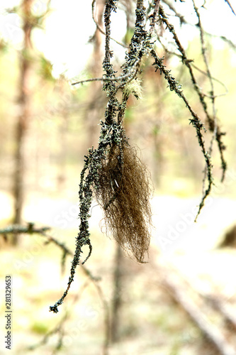 usney lichen,moss hanging on a tree branch close up