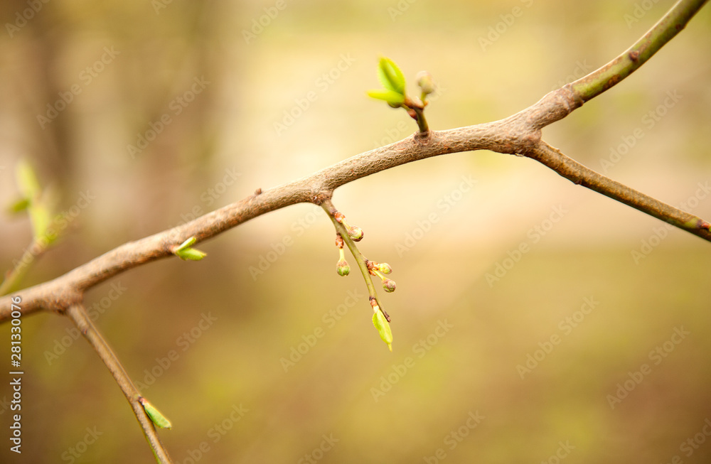 spring branch with blossoming buds close-up spring branch with blossoming buds close-up