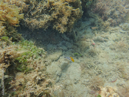 An underwater photo of a juvenile Porkfish swimming in the ocean.