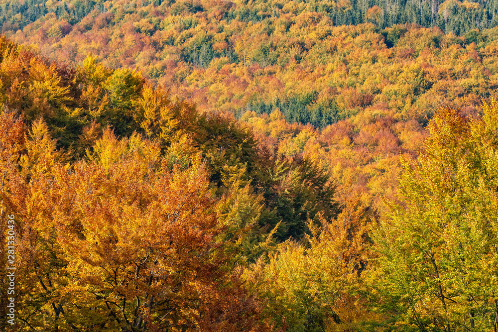 Beautiful landscape with autumn trees in Carpathian mountains, Ukraine