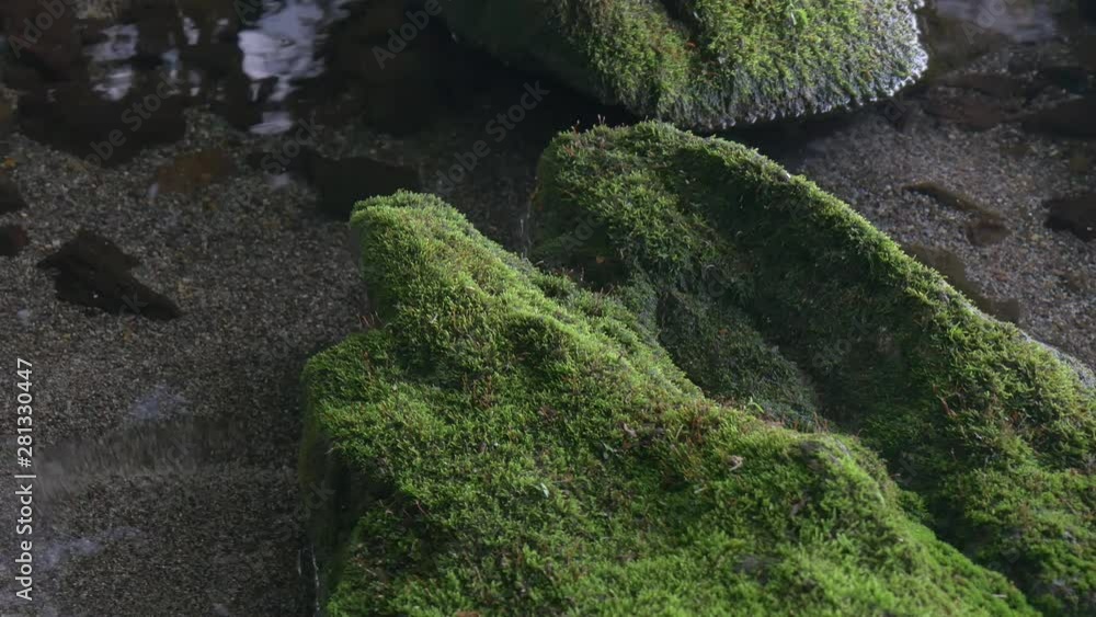 moss on stone moss on stone