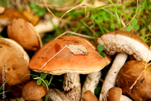 several close-up mushrooms brown cap boletus (Latin Leccinum) in the autumn forest among fallen leaves and grass.