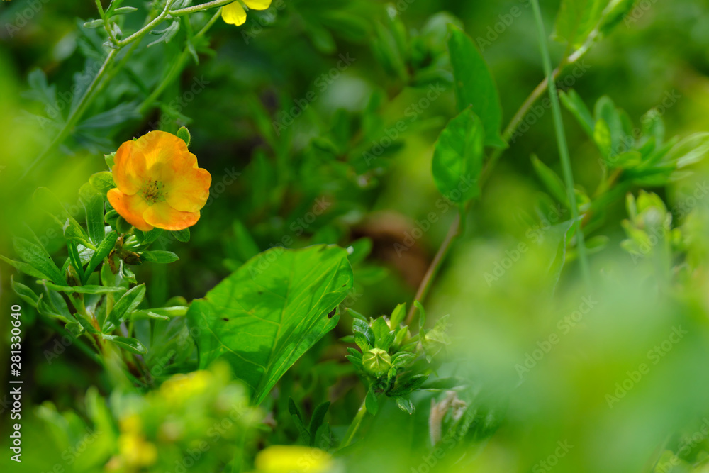 yellow flower cinquefoil grows on a branch with blurred foreground and background. yellow flower cinquefoil grows on a branch with blurred foreground and background.