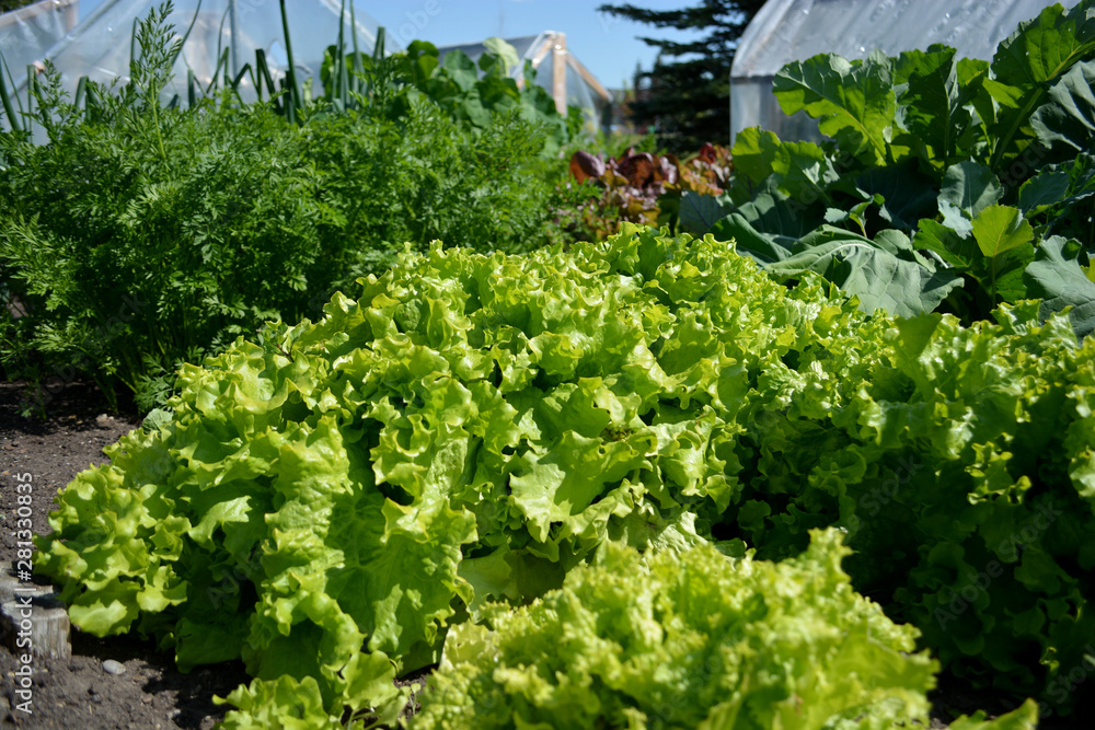 Lettuce growing in outdoor community vegetable garden Lettuce growing in outdoor community vegetable garden