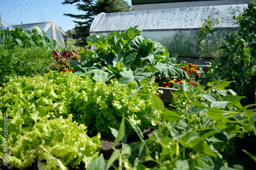 Lettuce growing in outdoor community vegetable garden