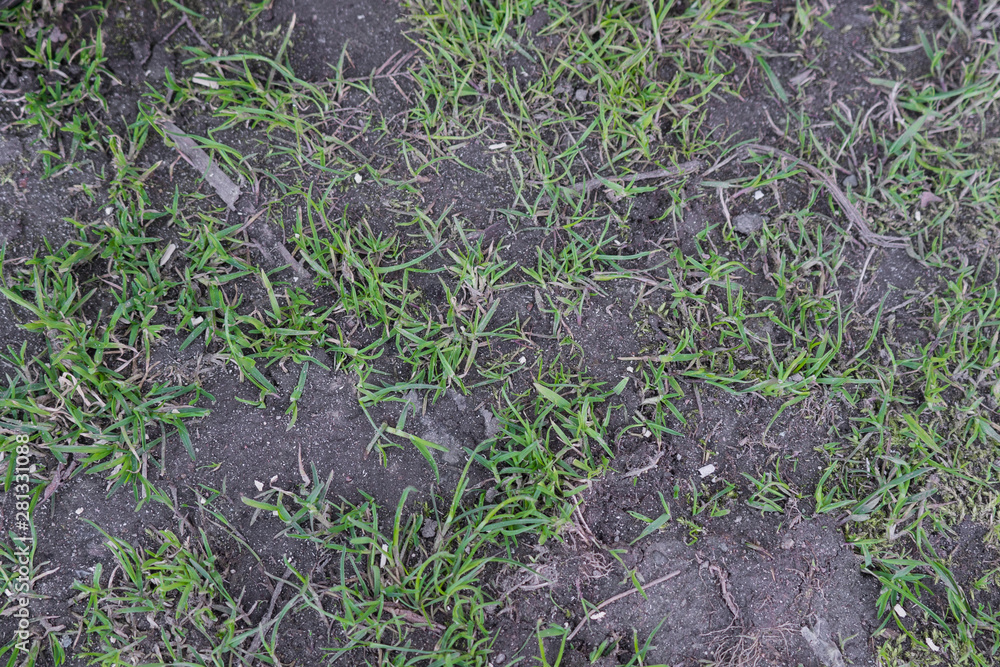 rare grass texture on earth background rare grass texture on earth background