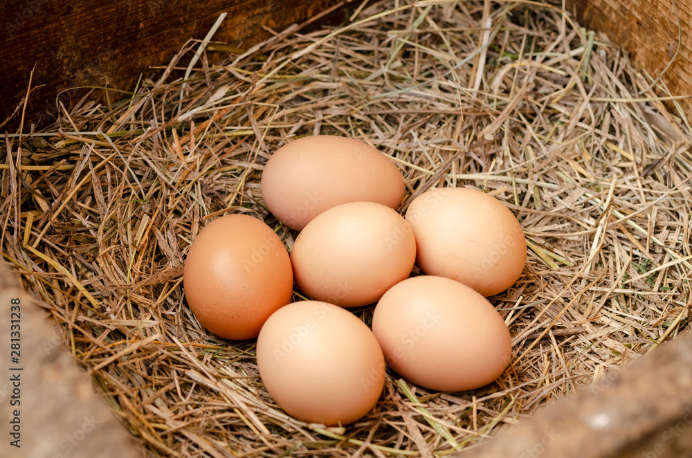 fresh chicken eggs with nest,A pile of brown eggs in a nest