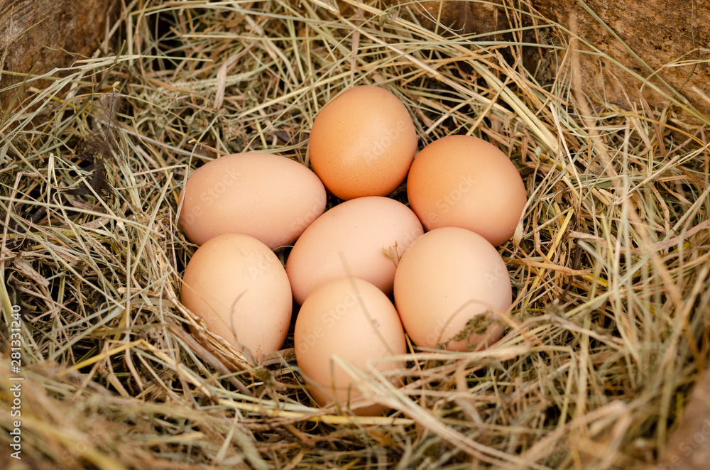 fresh chicken eggs with nest,A pile of brown eggs in a nest