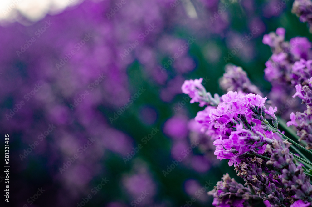 Branches of flowering lavender. Can be used as background Branches of flowering lavender. Can be used as background