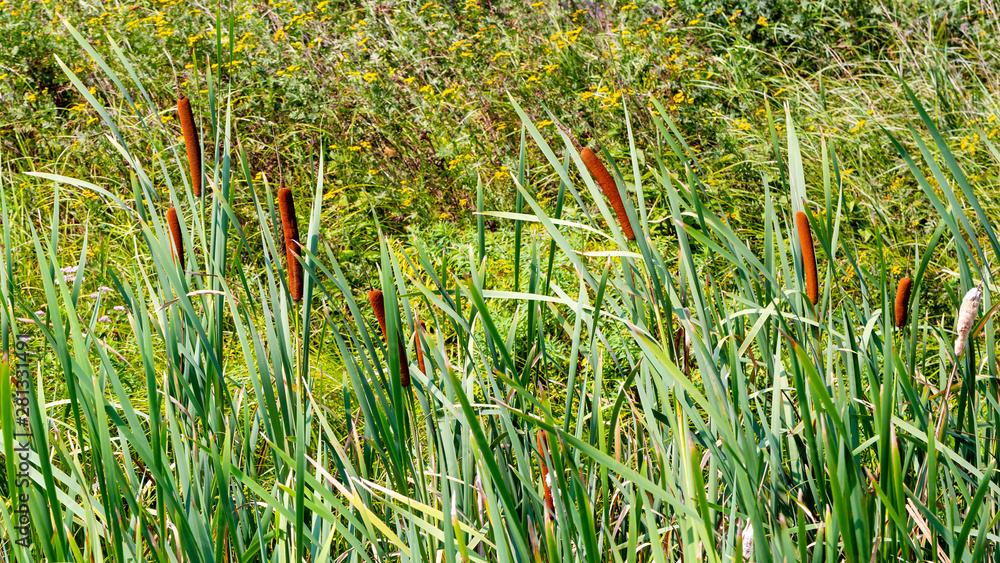 Obraz premium Thickets of cattail