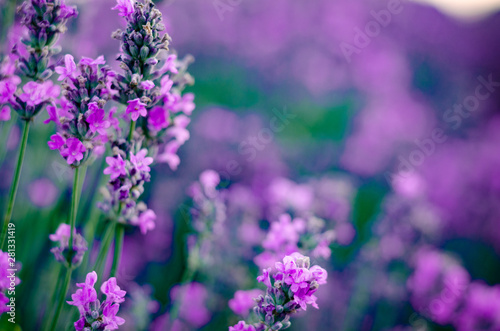 Branches of flowering lavender. Can be used as background