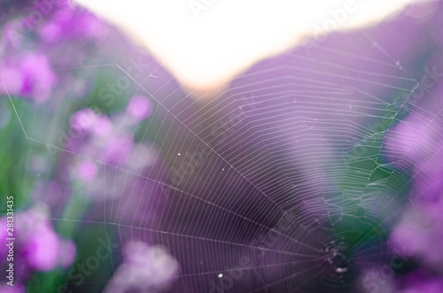 Branches of flowering lavender. Can be used as background