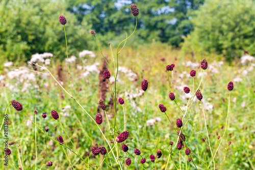 Sanguisorba officinalis herbs