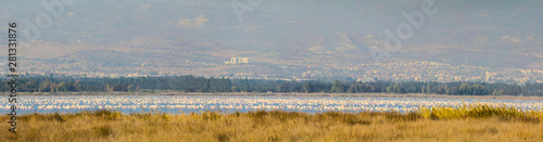 Flamingos in Limassol  Cyprus