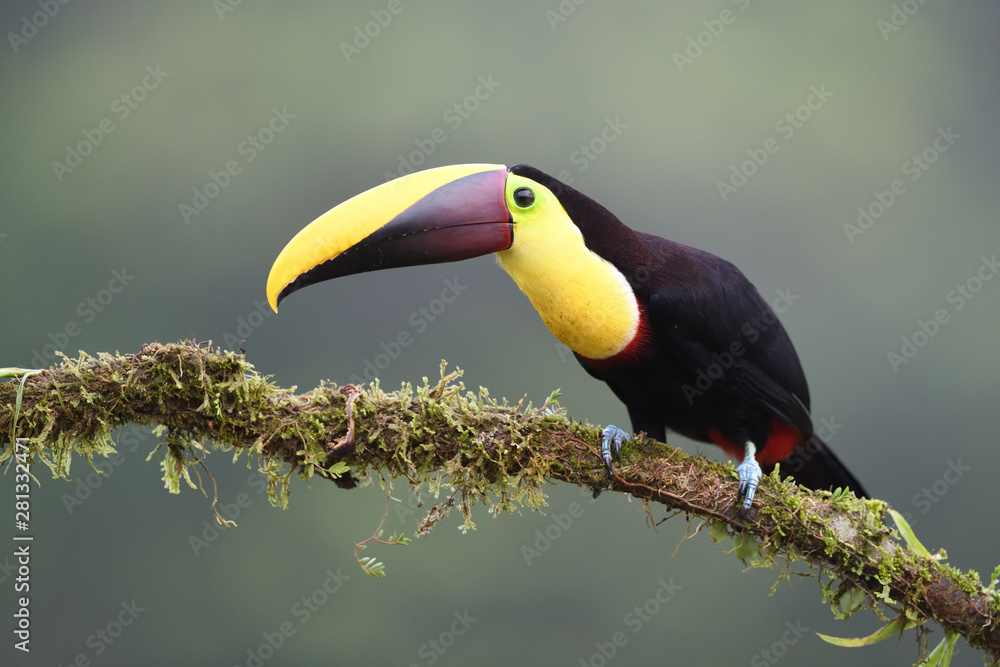 Fototapeta premium Yellow-throated toucan sitting on moss branch