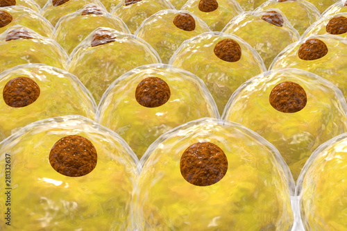 Cuadro en lienzo Adipocyte Human Fat Cells 3D Illustration