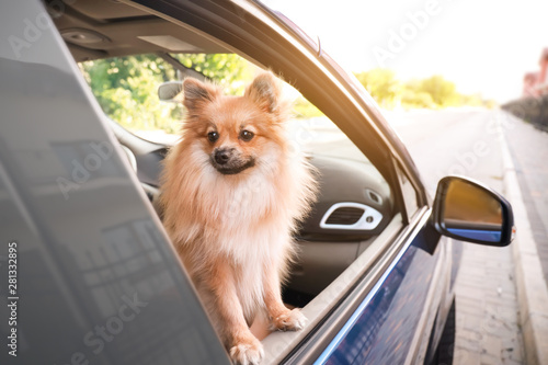 Cute dog looking out of car window