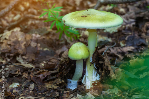 Amanita phalloides poisonous mushroom photo