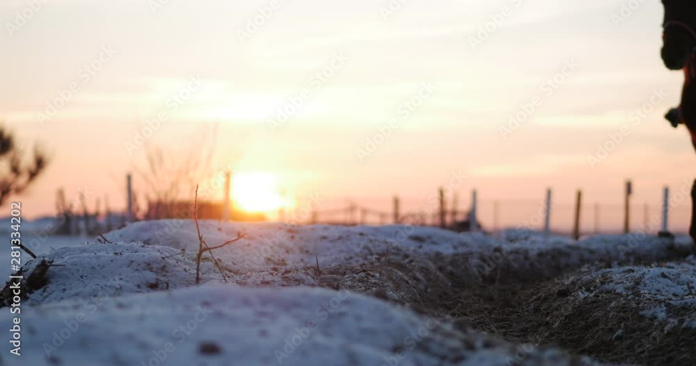 Horses With Riders Ride in the Aviary, Winter on The Street Against the Beautiful Sunset, Close-up. Beautiful Horse With Rider in Winter, Slow Movement. Shot on Steadicam.