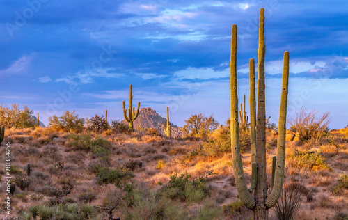 Arizona Desert Landscape With Cactus In North Scottsdale