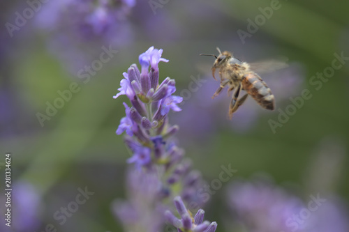 Honey bee on a lavender and collecting polen. Flying honeybee.  © muro