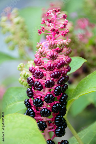 Shrub with ripe and unripe pokeweed berries in summer photo