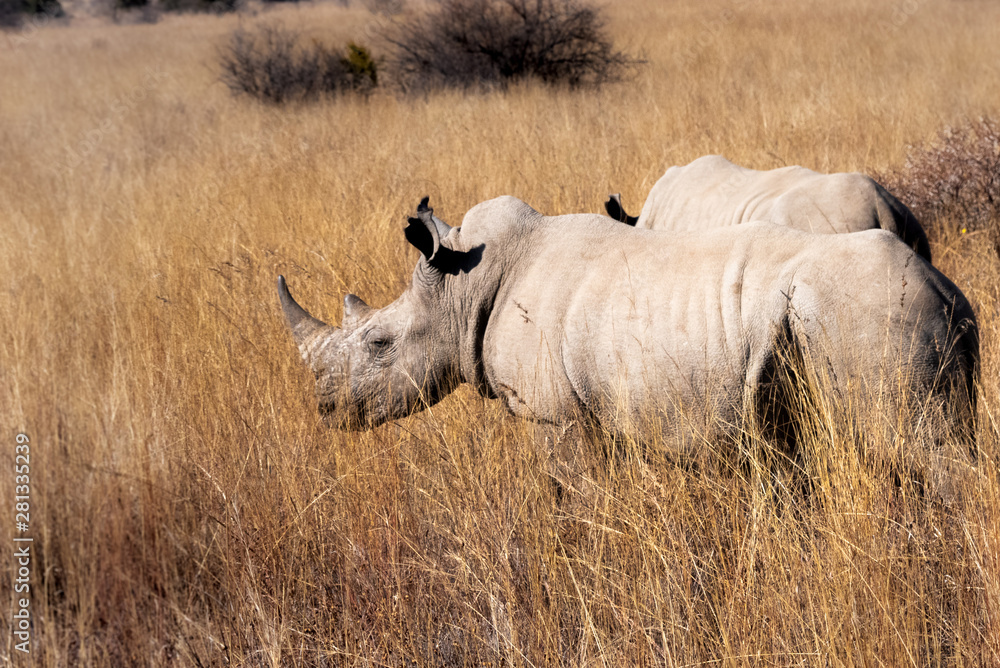 Obraz premium rhinocerous