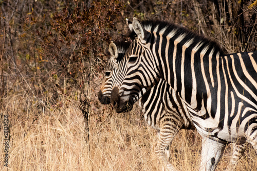 Zebras on Safari in Africa