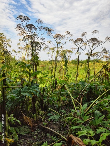 Thickets of dangerous toxic plant Giant Hogweed. Also known as Heracleum or Cow Parsnip. Forms burns and blisters on skin