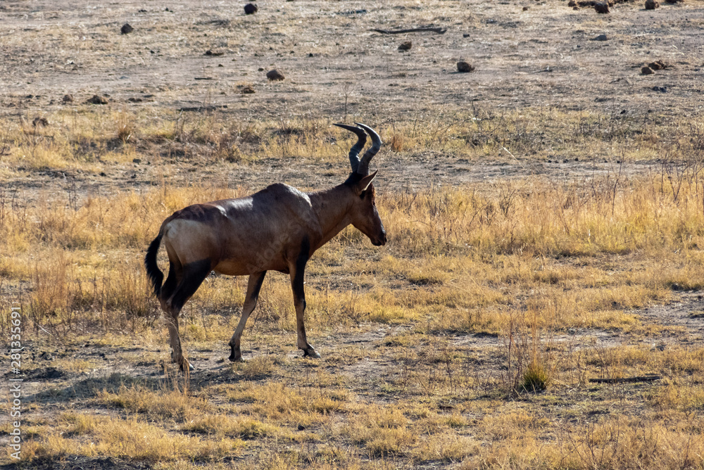 Animals on Safari in South Africa Animals on Safari in South Africa