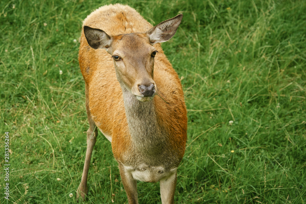 Red Deer